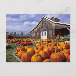 USA, Vermont, Shelbourne, Kürbisse Postkarte
