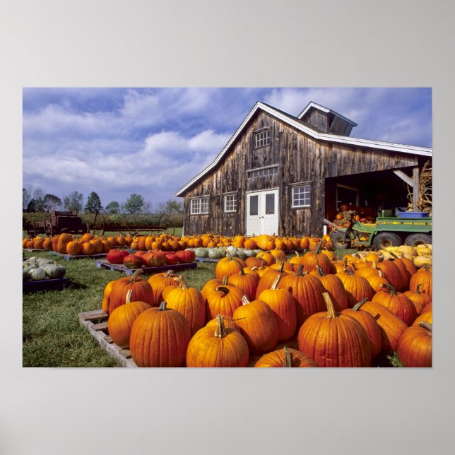 USA, Vermont, Shelbourne, Pumpkins Poster (Vorne)