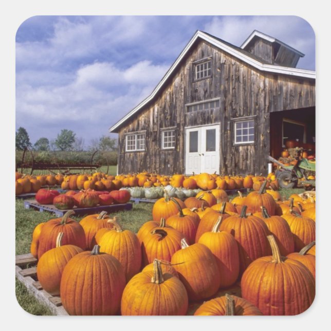 USA, Vermont, Shelbourne, Pumpkins Quadratischer Aufkleber (Vorderseite)