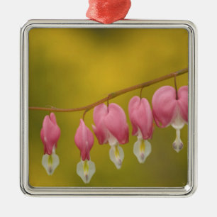 USA, Virginia, Arlington, Nahaufnahme von rosa Silbernes Ornament