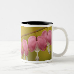 USA, Virginia, Arlington, Nahaufnahme von rosa Zweifarbige Tasse
