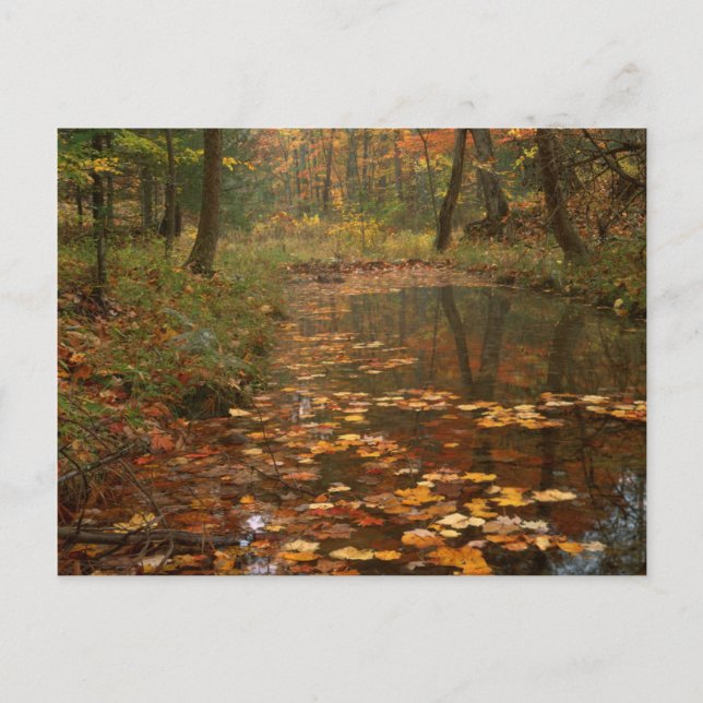 USA, Virginia, Herbst im Douthat Staat Park Postkarte (Vorderseite)