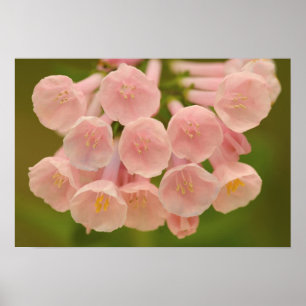 USA, Virginia, Manassas, Manassas National Poster