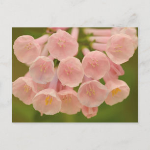 USA, Virginia, Manassas, Manassas National Postkarte