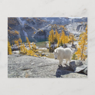 USA, WA, Alpenseen WIlderness-Verzauberungen. Postkarte