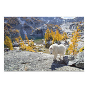 USA, WA, Alpine Lakes WIlderness Enchantments. Fotodruck