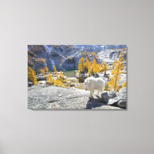 USA, WA, Alpine Lakes WIlderness Enchantments. Leinwanddruck