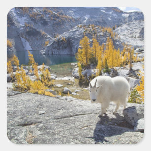 USA, WA, Alpine Lakes WIlderness Enchantments. Quadratischer Aufkleber