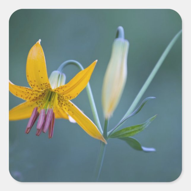 USA, WA, Rainier National Park. Kolumbien Quadratischer Aufkleber (Vorderseite)