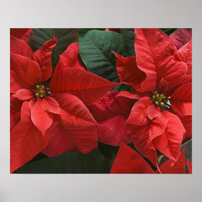USA, WA, Red Poinsettia Detail (Euphorbia) Poster (Vorne)
