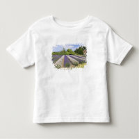 USA, WA, Sequim, Lila Haze Lavender Farm