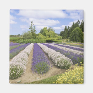 USA, WA, Sequim, Lila Haze Lavender Farm Magnet