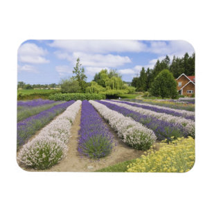 USA, WA, Sequim, Lila Haze Lavender Farm Magnet