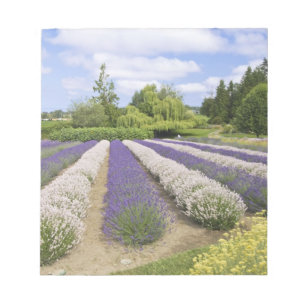 USA, WA, Sequim, Lila Haze Lavender Farm Notizblock