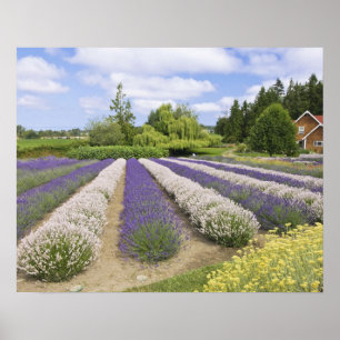 USA, WA, Sequim, Lila Haze Lavender Farm Poster