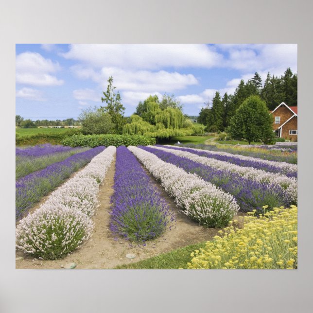 USA, WA, Sequim, Lila Haze Lavender Farm Poster (Vorne)