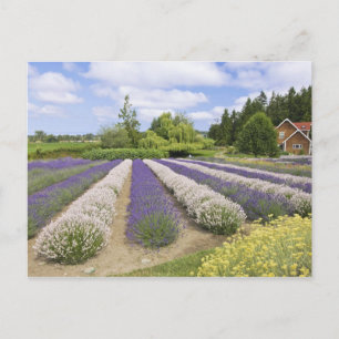 USA, WA, Sequim, Lila Haze Lavender Farm Postkarte