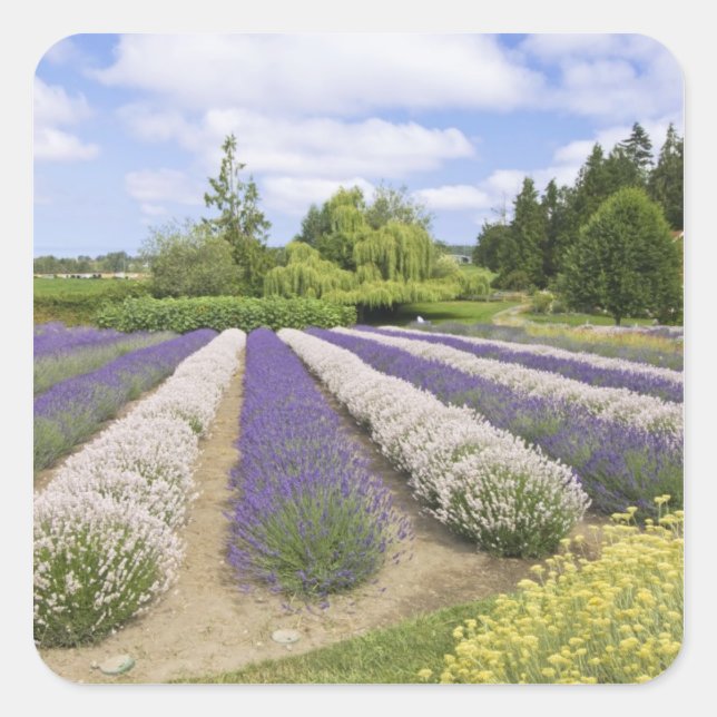 USA, WA, Sequim, Lila Haze Lavender Farm Quadratischer Aufkleber (Vorderseite)