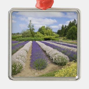 USA, WA, Sequim, Lila Haze Lavender Farm Silbernes Ornament