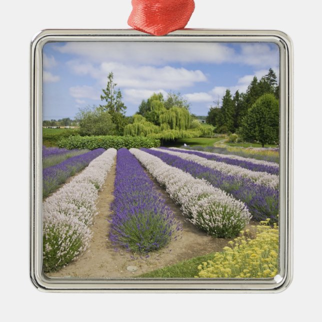 USA, WA, Sequim, Lila Haze Lavender Farm Silbernes Ornament (Vorne)