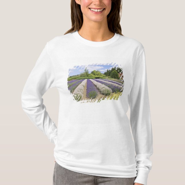 USA, WA, Sequim, Lila Haze Lavender Farm T-Shirt (Vorderseite)