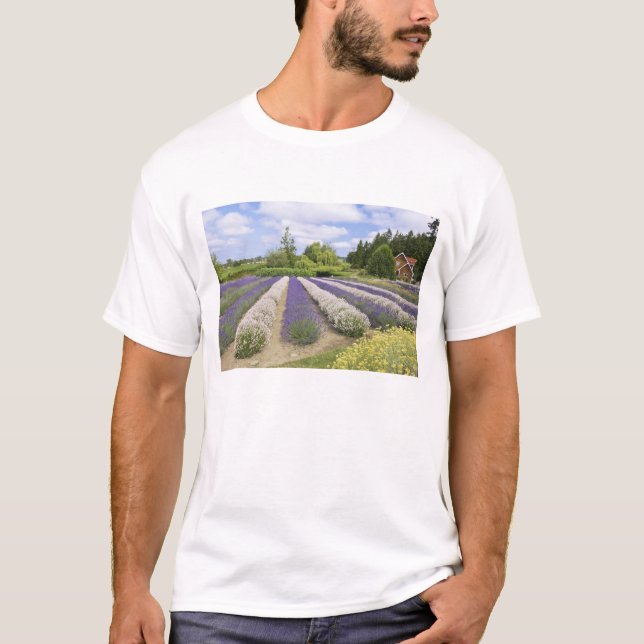 USA, WA, Sequim, Lila Haze Lavender Farm T-Shirt (Vorderseite)