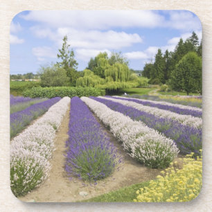 USA, WA, Sequim, Lila Haze Lavender Farm Untersetzer