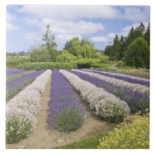 USA, WA, Sequim, Purple Haze Lavender Farm Fliese