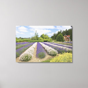 USA, WA, Sequim, Purple Haze Lavender Farm Leinwanddruck