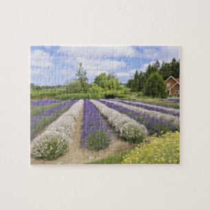 USA, WA, Sequim, Purple Haze Lavender Farm Puzzle