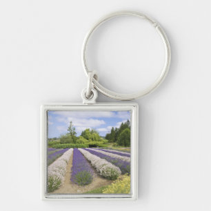 USA, WA, Sequim, Purple Haze Lavender Farm Schlüsselanhänger