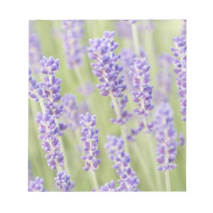 USA, WA, Squim, Lavendel (Selektiver Fokus) Notizblock
