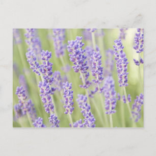 USA, WA, Squim, Lavendel (Selektiver Fokus) Postkarte