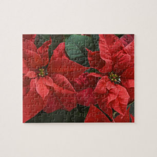 USA, WA, Weihnachtsstern Detail (Euphorbia Puzzle