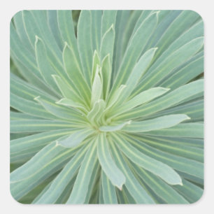 USA, Washington, Bellevue, Bellevue Botanical 4 Quadratischer Aufkleber