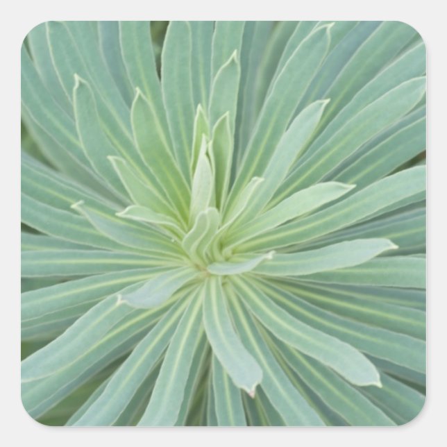 USA, Washington, Bellevue, Bellevue Botanical 4 Quadratischer Aufkleber (Vorderseite)