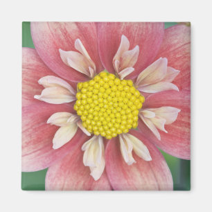 USA, Washington, Bellevue, Bellevuer Botanischer G Magnet