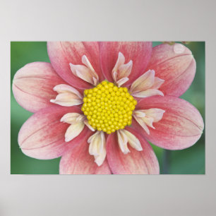 USA, Washington, Bellevue, Bellevuer Botanischer G Poster