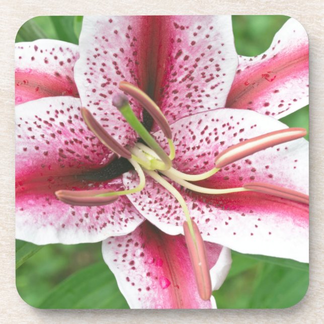 USA, Washington, Bellevue, Lily Untersetzer (Vorderseite)
