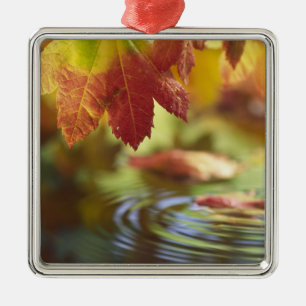 USA, Washington, Bellingham, Nahaufnahme des Herbs Silbernes Ornament
