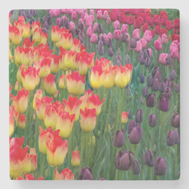USA, Washington. Blühende Tulips 2 Steinuntersetzer (Vorderseite)