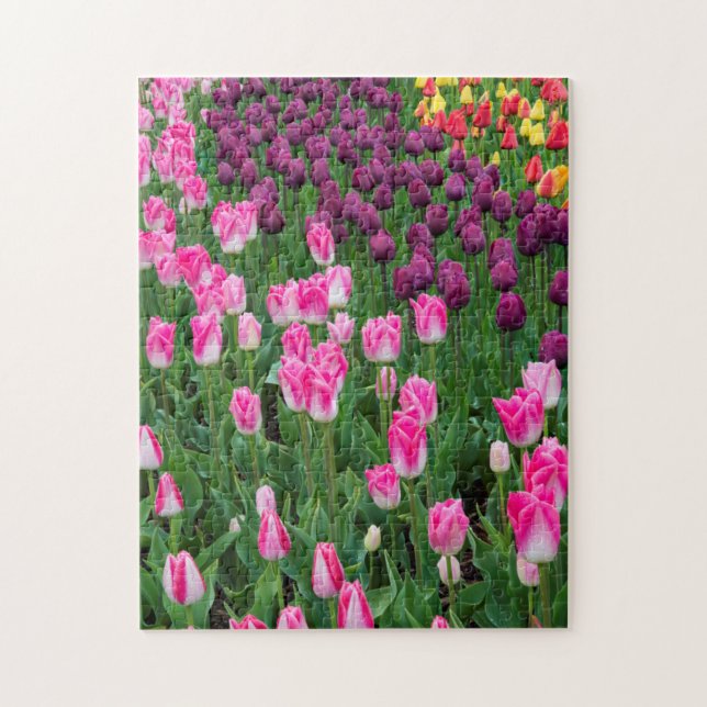 USA, Washington. Blühende Tulips Puzzle (Vertikal)