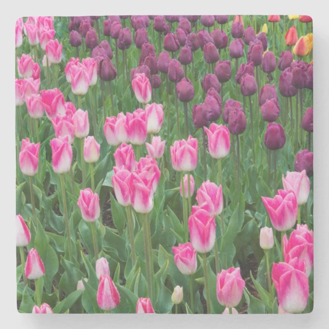 USA, Washington. Blühende Tulips Steinuntersetzer (Vorderseite)