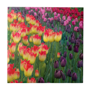 USA, Washington. Blühende Tulpen 2 Fliese