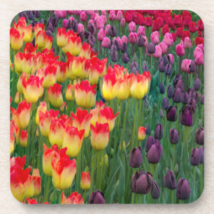 USA, Washington. Blühende Tulpen 2 Getränkeuntersetzer