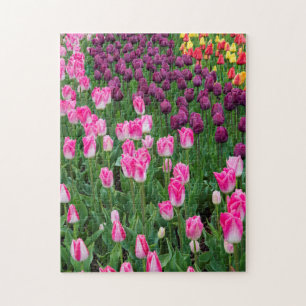 USA, Washington. Blühende Tulpen Puzzle
