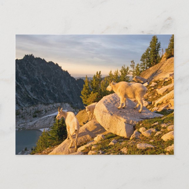 USA, Washington, Cascade Range 4 Postkarte (Vorderseite)