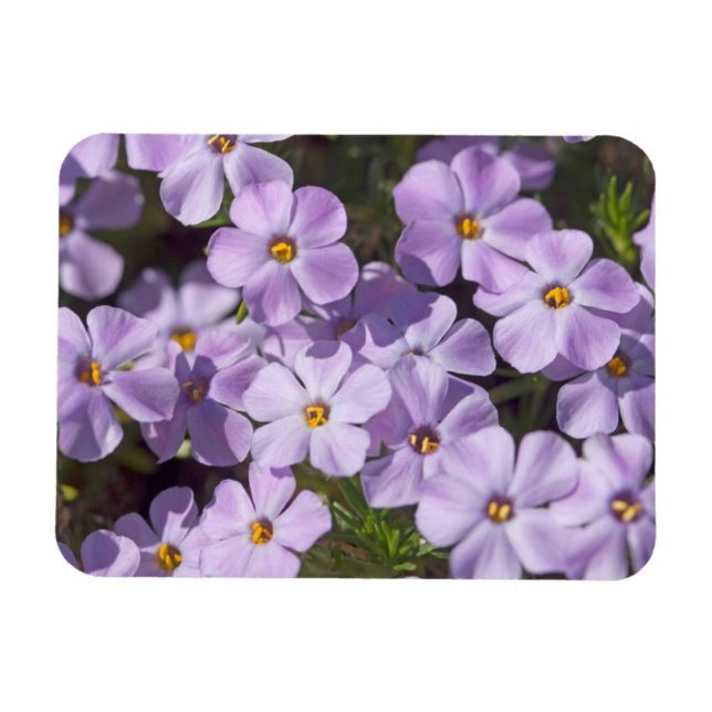 USA, Washington, Cascade Range 6 Magnet (Horizontal)