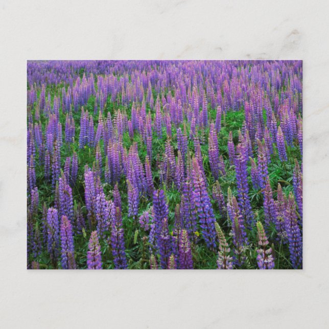USA, Washington, Clallam Landkreis, Lupine Postkarte (Vorderseite)