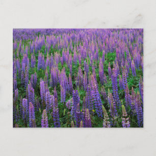 USA, Washington, Clallam Landkreis, Lupine Postkarte